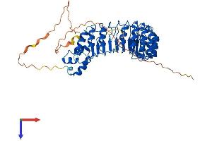 FBXL7 Protein (AA 1-491) (His tag)