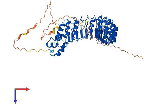 FBXL7 Protein (AA 1-491) (His tag)