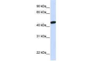 Western Blotting (WB) image for anti-KRR1, Small Subunit (SSU) Processome Component, Homolog (KRR1) antibody (ABIN2458524) (KRR1 Antikörper)