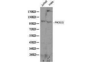 Western Blotting (WB) image for anti-Phosphoinositide-3-Kinase, Catalytic, gamma Polypeptide (PIK3CG) antibody (ABIN1874133) (PIK3 gamma Antikörper)