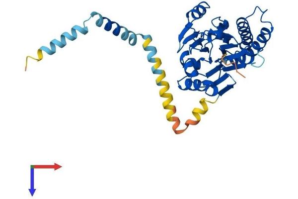 PPM1L Protein (AA 1-360) (His tag)
