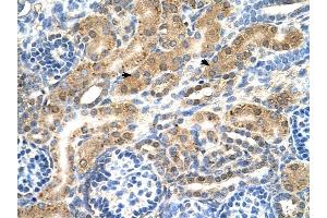 PTPN2 antibody was used for immunohistochemistry at a concentration of 4-8 ug/ml to stain EpitheliaI cells of renal tubule (arrows) in Human Kidney. (PTPN2 Antikörper  (Middle Region))