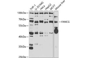 Western blot analysis of extracts of various cell lines, using FANCG antibody (ABIN6127891, ABIN6140474, ABIN6140475 and ABIN6221795) at 1:1000 dilution. (FANCG Antikörper  (AA 343-622))