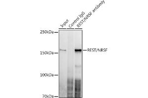 Immunoprecipitation analysis of 300 μg extracts of U-87MG cells using 3 μg REST/NRSF antibody (ABIN7269883). (REST Antikörper)