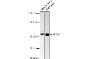 Western blot analysis of extracts of various cell lines, using FBXW7 antibody (ABIN6131632, ABIN6140535, ABIN6140537 and ABIN6221574) at 1:500 dilution. (FBXW7 Antikörper  (AA 408-707))