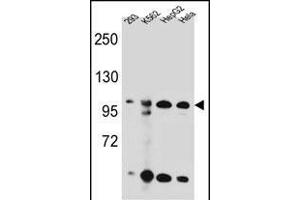 KSR2 Antibody (C-term) (ABIN655390 and ABIN2844938) western blot analysis in 293,K562,HepG2,Hela cell line lysates (35 μg/lane).