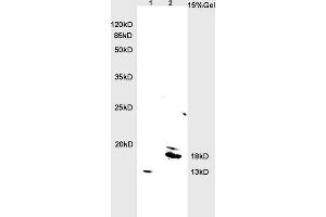 L1 rat brain lysates L2 rat heart lysates probed with Anti BNP Polyclonal Antibody, Unconjugated (ABIN678623) at 1:200 overnight at 4 °C. (BNP Antikörper  (AA 85-115))