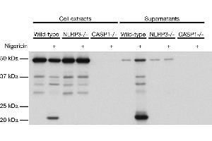 Mouse caspase-1 (p20) is detected by immunoblotting using anti-Caspase-1 (p20) (mouse), mAb (Casper-1) . (Caspase 1 p20 Antikörper)