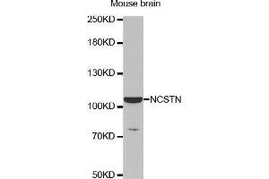 Western Blotting (WB) image for anti-Nicastrin (NCSTN) (AA 429-669) antibody (ABIN1681053) (Nicastrin Antikörper  (AA 429-669))