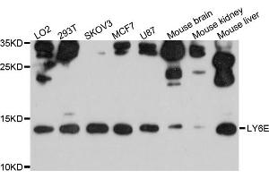 Western blot analysis of extracts of various cell lines, using LY6E antibody. (LY6E Antikörper)