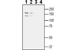anti-Roundabout, Axon Guidance Receptor, Homolog 2 (ROBO2) (AA 694-708), (Extracellular) antibody