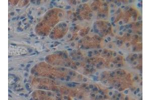 Detection of CYP-40 in Rat Stomach Tissue using Polyclonal Antibody to Cyclophilin 40 (CYP-40)