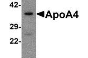 Western blot analysis of ApoA4 in human liver tissue lysate with ApoA4 antibody at 1 μg/ml. (APOA4 Antikörper  (C-Term))