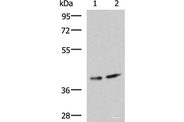 Prokineticin Receptor 2 Antikörper