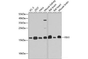 Western blot analysis of extracts of various cell lines using PIN1 Polyclonal Antibody at dilution of 1:1000. (PIN1 Antikörper)