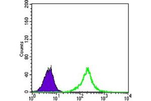 Flow cytometric analysis of A549 cells using CTNNB1 mouse mAb (green) and negative control (purple). (CTNNB1 Antikörper)