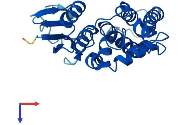 CLIC3 Protein (AA 1-236) (His tag)