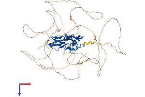EOMES Protein (AA 1-707) (His tag)