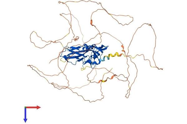 EOMES Protein (AA 1-707) (His tag)