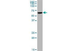 KLHDC4 MaxPab polyclonal antibody. (KLHDC4 Antikörper  (AA 1-520))