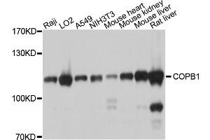 Western blot analysis of extracts of various cell lines, using COPB1 antibody. (COPB1 Antikörper)