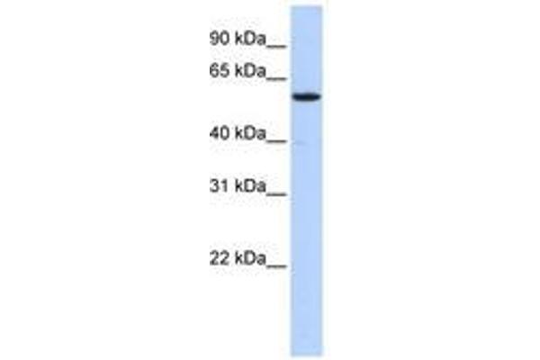 NUFIP1 Antikörper  (AA 107-156)