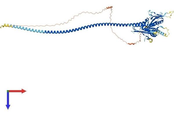 KIFC1 Protein (AA 1-673) (His tag)