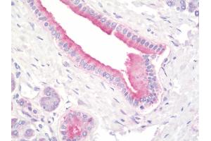 Anti-PFDN5 / MM1 antibody IHC staining of human pancreas. (PFDN5 Antikörper  (Biotin))