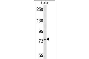 MSN Antibody (C-term) (ABIN657674 and ABIN2846666) western blot analysis in Hela cell line lysates (35 μg/lane). (Moesin Antikörper  (C-Term))