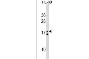 MGT4L Antibody (Center) (ABIN1538493 and ABIN2838278) western blot analysis in HL-60 cell line lysates (35 μg/lane). (MGT4L (AA 56-82) Antikörper)