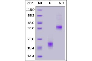 Biotinylated Cynomolgus CD3E&CD3G Heterodimer Protein, His,Avitag&Flag Tag on  under reducing (R) and ing (NR) conditions.