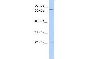 Western Blotting (WB) image for anti-Stimulated By Retinoic Acid 6 (STRA6) antibody (ABIN2459328) (STRA6 Antikörper)