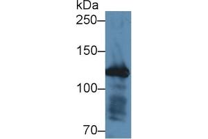 Detection of FBN1 in Mouse Colon lysate using Polyclonal Antibody to Fibrillin 1 (FBN1) (Fibrillin 1 Antikörper  (AA 246-389))