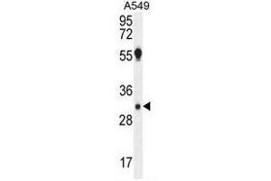 AQP12B Antibody (C-term) western blot analysis in A549 cell line lysates (35µg/lane).