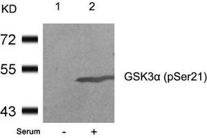Western blot analysis of extracts from 293 cells untreated(lane 1) or treated with serum(lane 2) using GSK3a(Phospho-Ser21) Antibody.