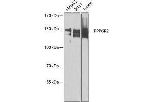 Western blot analysis of extracts of various cell lines, using PPP6R2 antibody  at 1:1000 dilution. (SAPS2 Antikörper  (AA 640-959))