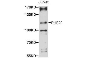 Western blot analysis of extracts of Jurkat cells, using PHF20 antibody (ABIN5996662) at 1:3000 dilution. (PHF20 Antikörper)