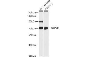 Western blot analysis of extracts of various cell lines, using USP30 antibody (ABIN6131133, ABIN6150017, ABIN6150018 and ABIN6216645) at 1:3000 dilution. (Usp30 Antikörper  (AA 57-390))