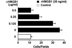 Image no. 1 for anti-High Mobility Group Box 1 (HMGB1) antibody (ABIN1176835) (HMGB1 Antikörper)