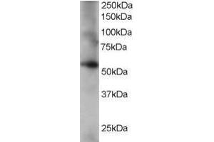 Image no. 1 for anti-Coronin, Actin Binding Protein, 1C (CORO1C) (AA 514-527) antibody (ABIN297169) (CORO1C Antikörper  (AA 514-527))
