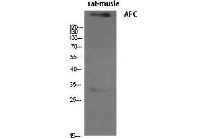 Western Blot (WB) analysis of specific cells using APC Polyclonal Antibody. (APC Antikörper  (C-Term))