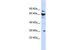 DCUN1D3 Antikörper  (AA 35-84)