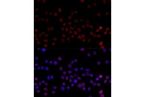 Immunofluorescence (IF) image for anti-Heterogeneous Nuclear Ribonucleoprotein L (HNRNPL) (AA 282-589) antibody (ABIN6141915)