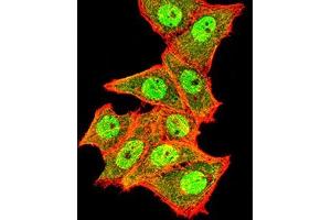 Immunofluorescence analysis of Hela cells using TOP2A mouse mAb (green).