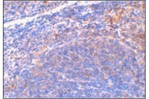 Immunohistochemical staining of mouse spleen tissue using AP30815PU-N at 2 μg/ml. (DIABLO Antikörper  (C-Term))