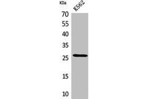 Western Blot analysis of K562 cells using FGF-8 Polyclonal Antibody. (FGF8 Antikörper  (Internal Region))