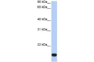 Western Blotting (WB) image for anti-FLJ44894 antibody (ABIN2459413) (FLJ44894 Antikörper)