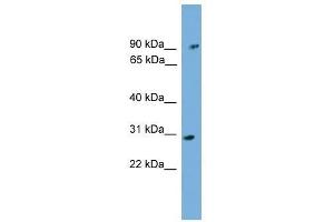 PHYH antibody used at 0. (PHYH Antikörper  (N-Term))