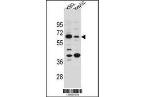 Western blot analysis in K562 and HepG2 cell line lysates (35ug/lane).