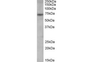 ABIN185308 (0. (PAD4 Antikörper  (N-Term))